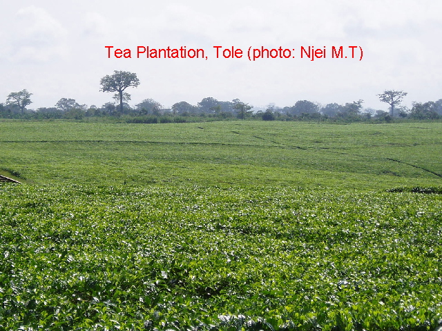 Tea plantation, Tole (photo: Njei M.T)